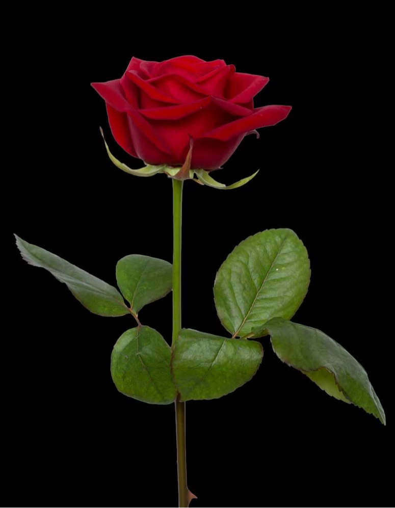 Flowers - Buy Anna a Rose